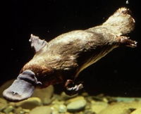 Platypus Pool