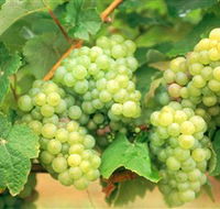 Red Tail Wines - Attractions Melbourne