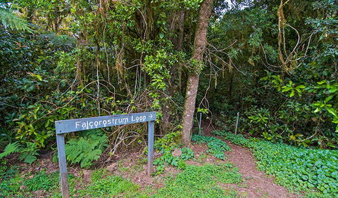 Falcorostrum Loop Walking Track - Attractions Melbourne 0