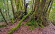 Falcorostrum Loop Walking Track - thumb 3