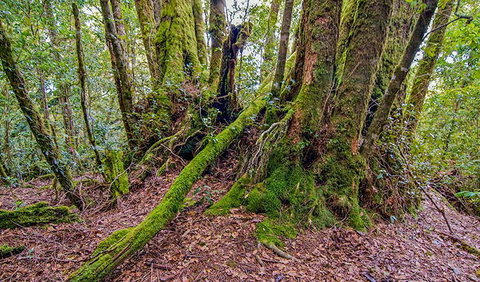Falcorostrum Loop Walking Track - Attractions Melbourne 3