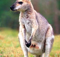 Venman Bushland National Park - Attractions Melbourne