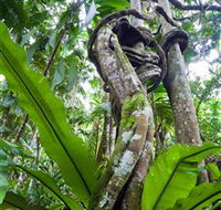 Tamborine Rainforest Skywalk - Attractions Melbourne