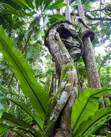 Tamborine Rainforest Skywalk - Attractions Melbourne 0