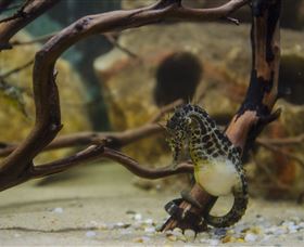 Irukandji Shark And Ray Encounters - Attractions Melbourne 2