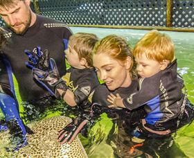 Irukandji Shark And Ray Encounters - Attractions Melbourne 0