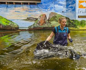 Irukandji Shark And Ray Encounters - Attractions Melbourne 7