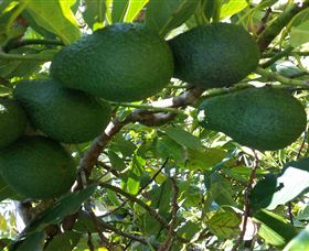 The Avocado Farm - Attractions Melbourne 6