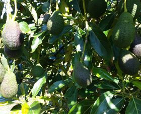 The Avocado Farm - Attractions Melbourne 7