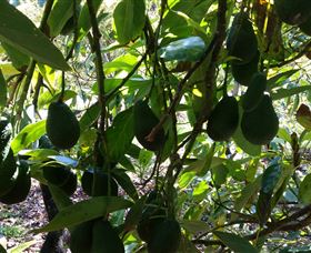 The Avocado Farm - Attractions Melbourne 5