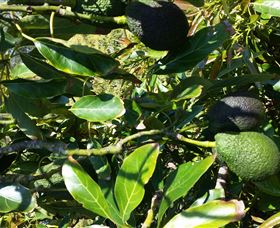 The Avocado Farm - Attractions Melbourne 8