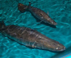 Cookabarra Restaurant And Function Centre - Tailor Made Fish Farms - Attractions Melbourne 7