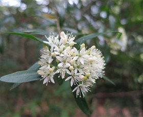Booderee National Park Botanic Gardens - Attractions Melbourne 1