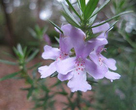 Booderee National Park Botanic Gardens - Attractions Melbourne 5