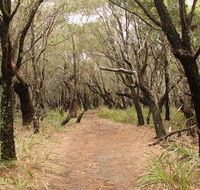 Pretty Beach to Snapper Point walking track - Attractions Melbourne
