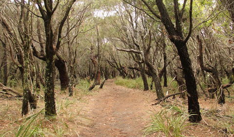 Pretty Beach To Snapper Point Walking Track - Attractions Melbourne 0