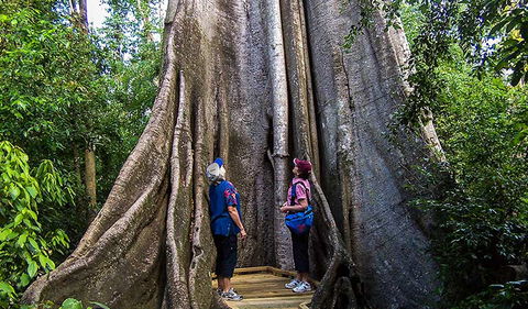 Wingham Brush Nature Reserve - Attractions Melbourne 1
