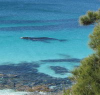 Jervis Bay Marine Park - Attractions Melbourne