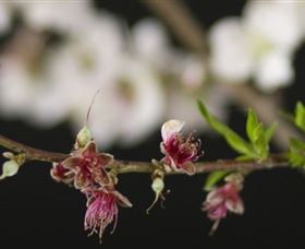 Fruit Salad Tree Company - Attractions Melbourne 1