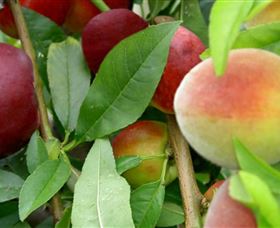 Fruit Salad Tree Company - Attractions Melbourne 0