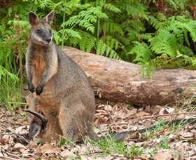 Booderee National Park: Green Patch And Telegraph Creek Walking Tracks - Attractions Melbourne 7