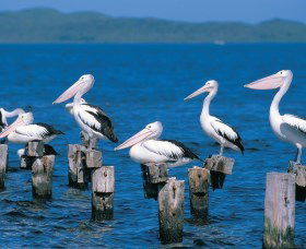 Walpole-Nornalup Inlets - Attractions Melbourne 1