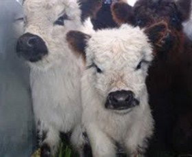 Honeycomb Valley Farm - Attractions Melbourne 3