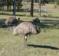 Glen Ian Ostrich and Emu Farm - Attractions Melbourne