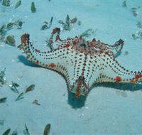 The Pines Dive Site - Attractions Melbourne