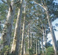 The Great Forest Trees Drive - Attractions Melbourne