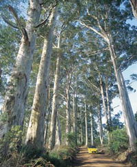 The Great Forest Trees Drive