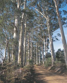 The Great Forest Trees Drive - Attractions Melbourne 1