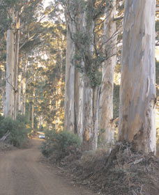The Great Forest Trees Drive - Attractions Melbourne 3
