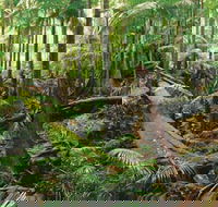 Wollumbin-Mount Warning National Park - Attractions Melbourne