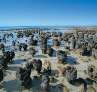 Hamelin Pool Stromatolites - Attractions Melbourne