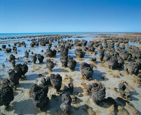 Hamelin Pool Stromatolites - Attractions Melbourne 0