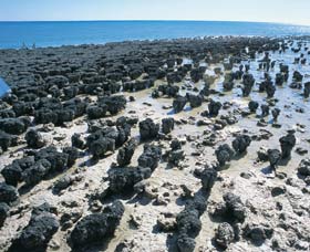 Hamelin Pool Stromatolites - Attractions Melbourne 1