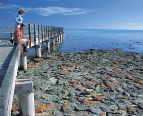 Hamelin Pool Stromatolites - Attractions Melbourne 3