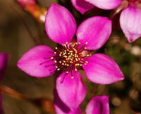 Flora