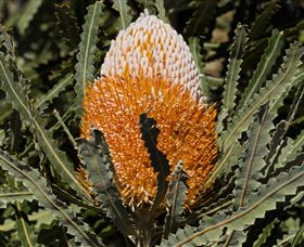 Flora - Attractions Melbourne 2