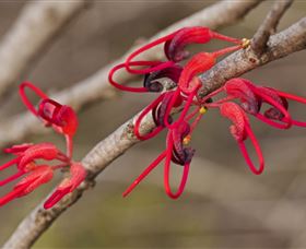Flora - Attractions Melbourne 3