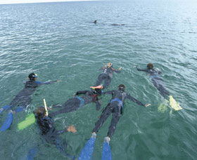 Dolphin Discovery Centre - Attractions Melbourne 2