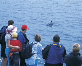Dolphin Discovery Centre - Attractions Melbourne 3