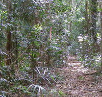 Big Scrub loop walking track - Attractions Melbourne