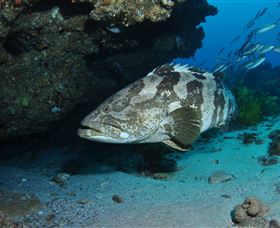 Cherubs Cave Dive Site - Attractions Melbourne 1
