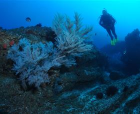 Cherubs Cave Dive Site - Attractions Melbourne 3