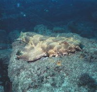 Scottish Prince Dive Site - Attractions Melbourne