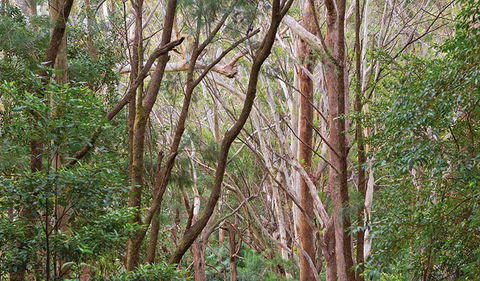 Ulidarra National Park - Attractions Melbourne 1