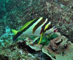 Palm Beach Reef Dive Site - Attractions Melbourne 0