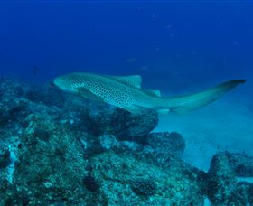 Palm Beach Reef Dive Site - Attractions Melbourne 1